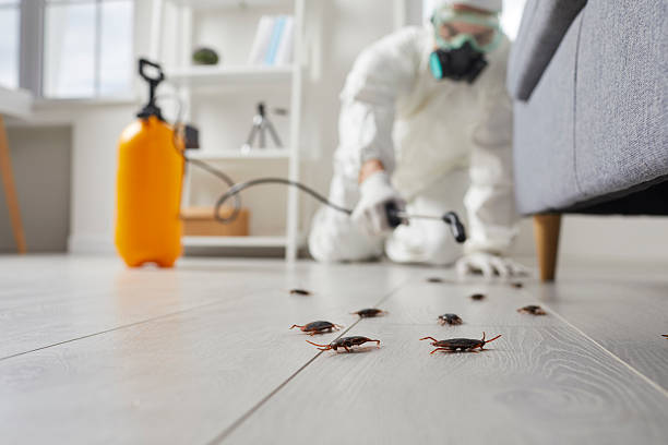 Commercial Kitchen Cockroach Control in Berlin